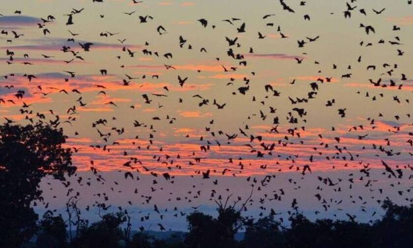 Συγκλονιστικό βίντεο: Χιλιάδες νυχτερίδες κρύβουν τον ήλιο! 