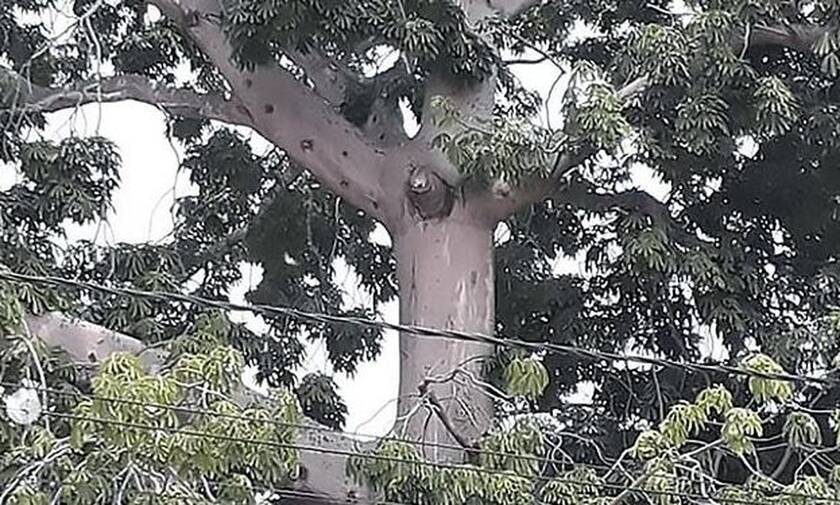 Κορονοϊός: Έσπασαν την καραντίνα για να προσευχηθούν σε ένα... δέντρο - Δείτε τι εμφανίστηκε