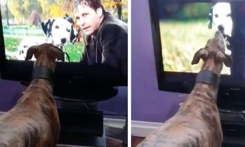 Σκύλος βλέπει σκύλο στην τηλεόραση και ΔΕΝ φαντάζεστε τη συνέχεια!