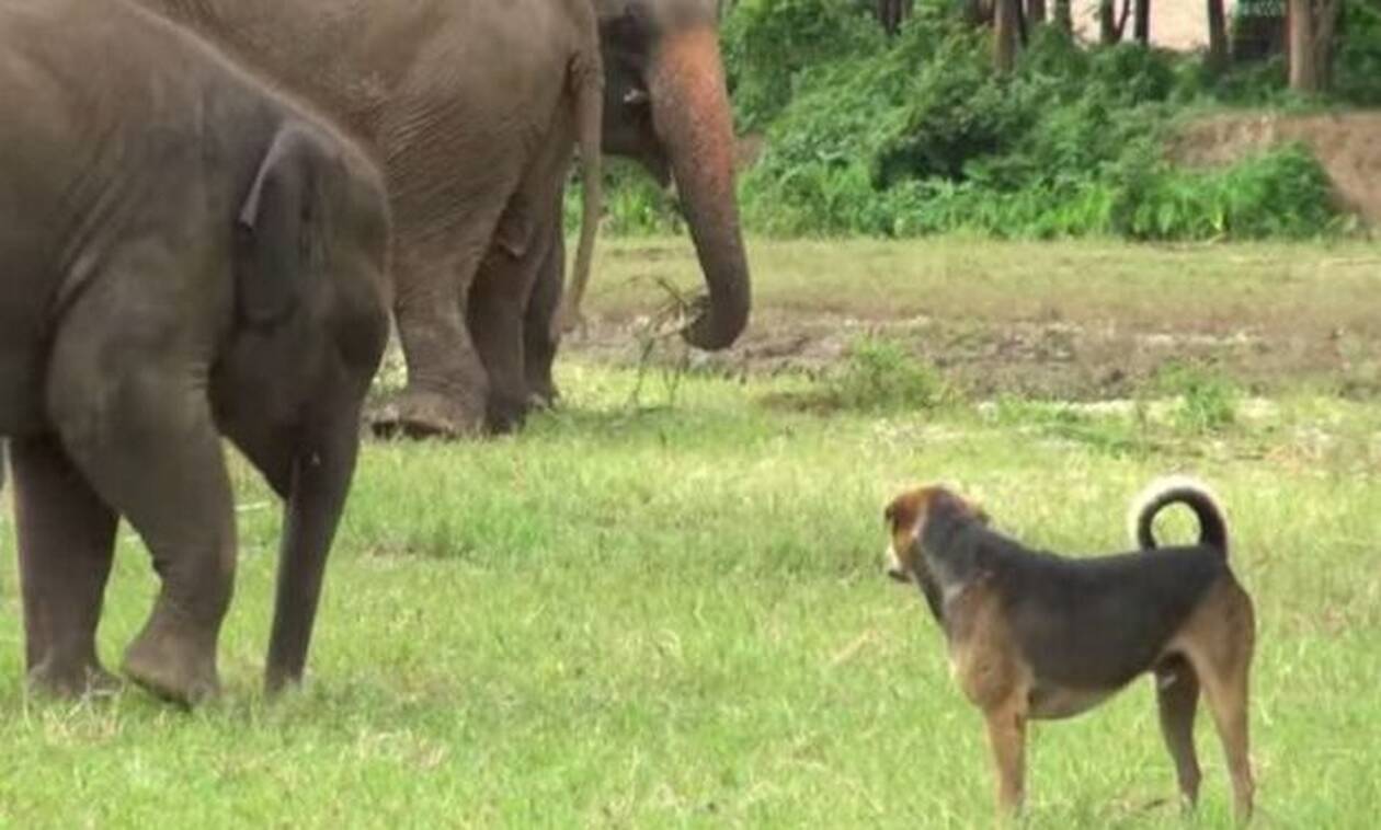 Σκύλαρος τα βάζει με ΟΛΟΚΛΗΡΟ κοπάδι από ελέφαντες! (vid)