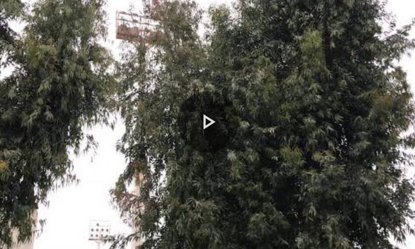 Τι απίστευτο κρύβουν αυτά τα δέντρα στη Χαλκίδα;