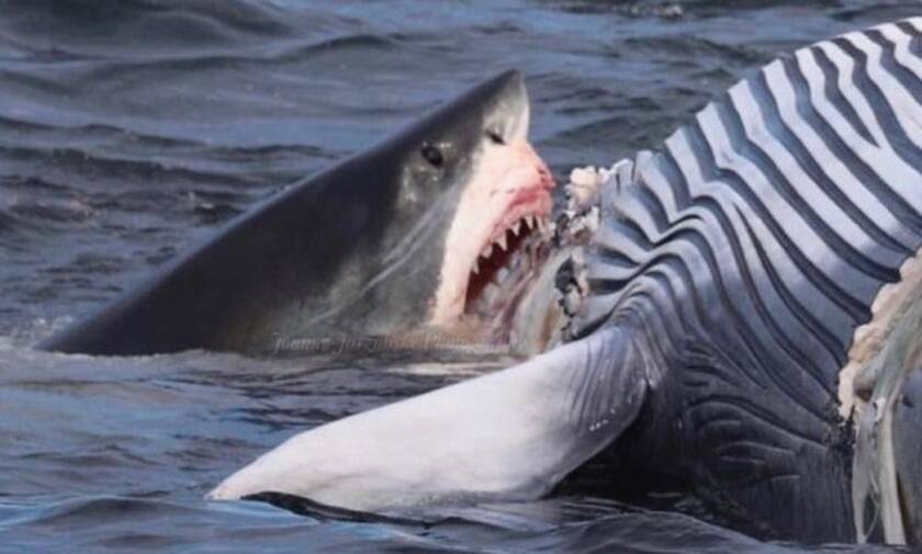 Καρχαρίας βγαίνει στη στεριά για να κατασπαράξει κουφάρι φάλαινας! (vid)