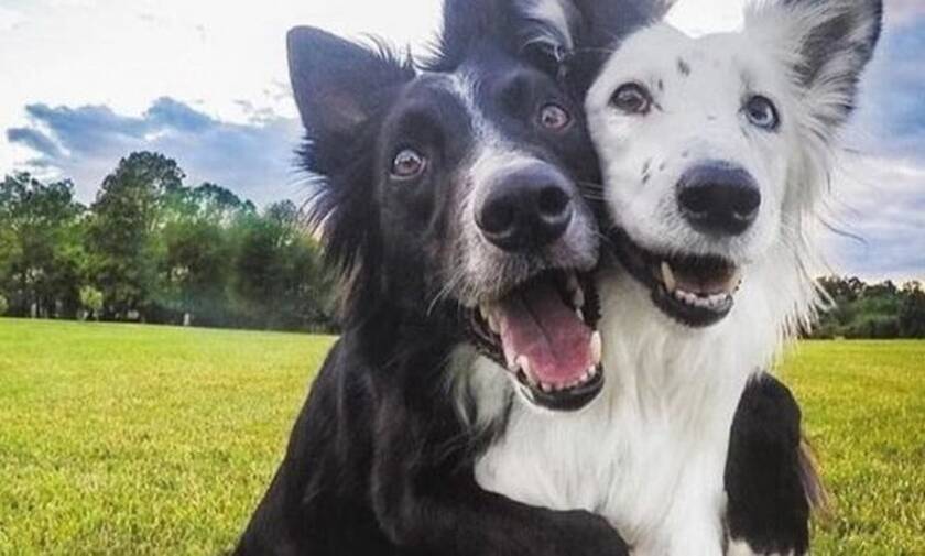 Δύο σκύλοι-φιλαράκια συναντιούνται μετά την καραντίνα και γίνεται χαμός!