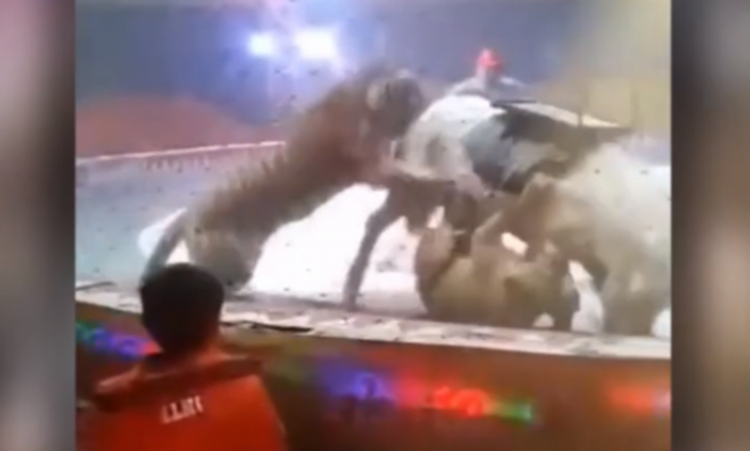 Τρόμος σε τσίρκο: Λιοντάρια κατασπαράζουν ανήμπορο άλογο