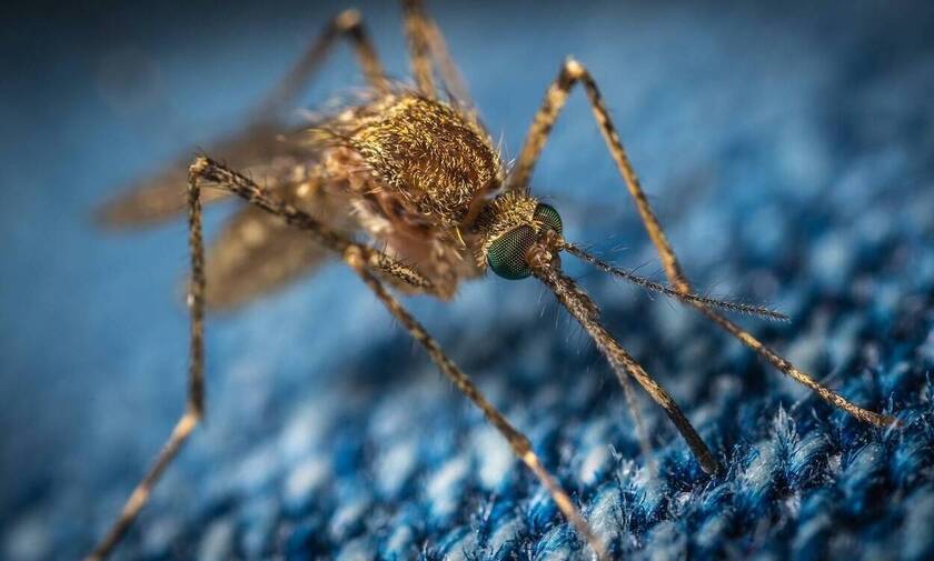 Κορονοϊός: Μεταδίδεται από τα κουνούπια; - Η απάντηση Τσιόδρα