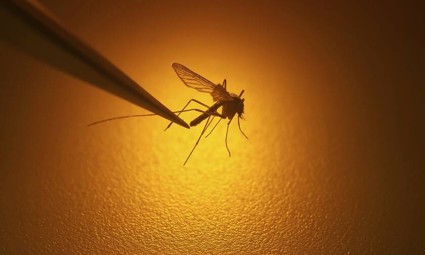 Κορονοϊός: Τελικά μεταδίδεται από τα κουνούπια; - Τι απαντά ο Τσιόδρας