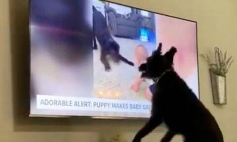 Απίστευτο: Σκύλος βλέπει τον εαυτό του στις ειδήσεις και... φρικάρει!