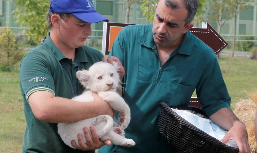 Κορονοϊός - Ουκρανία: Ζωολογικός κήπος κάνει έκκληση για οικονομική στήριξη