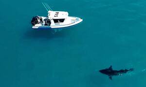Φουκαράδες ψαράδες ξεκίνησαν… προσευχές όταν τους περικύκλωσε καρχαρίας (video)