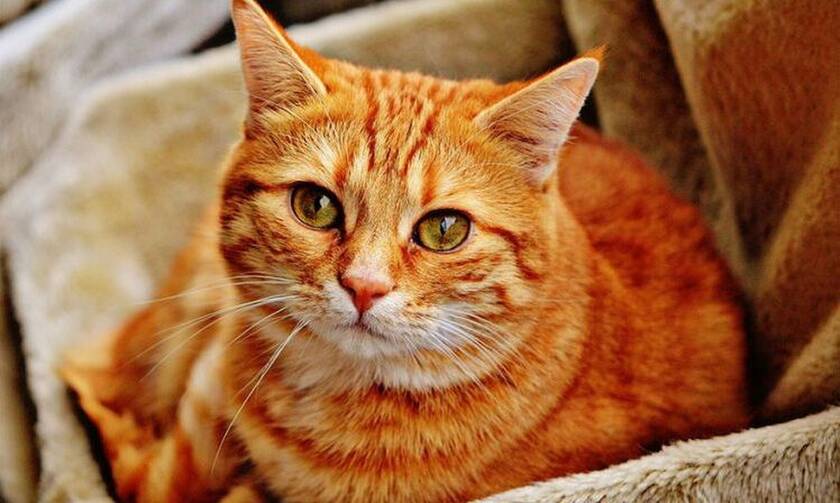 Κορονοϊός: Οι γάτες μπορούν να μολυνθούν από τον ιό και να τον μεταδώσουν σε άλλες γάτες