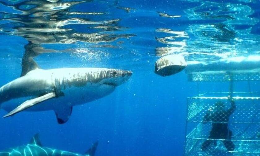 Τρόμος: Καρχαρίας μπαίνει μέσα στο κλουβί του δύτη! (video)