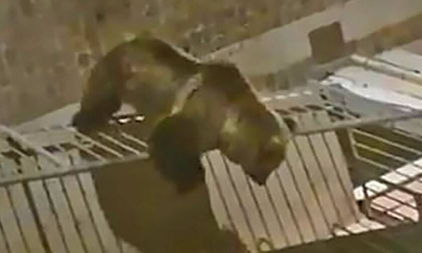 Απίστευτο! Είδαν αρκουδάκι να ανεβαίνει στο μπαλκόνι τους! (video)