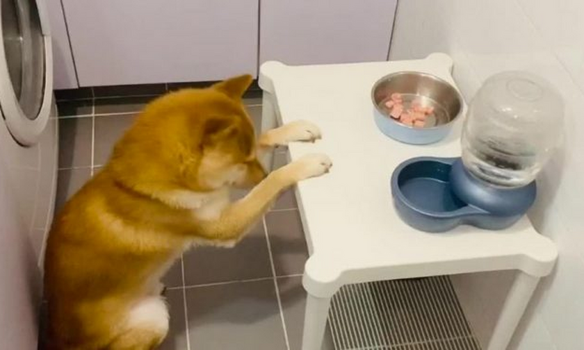 Δεν υπάρχουν λόγια: Σκύλος κάνει προσευχή πριν το φαγητό! (vid)