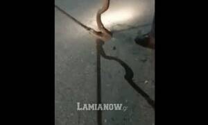 Φθιώτιδα: Χαμός με φίδι 1,5 μέτρου - Καρέ-καρέ η επιχείρηση απομάκρυνσης του (vid)