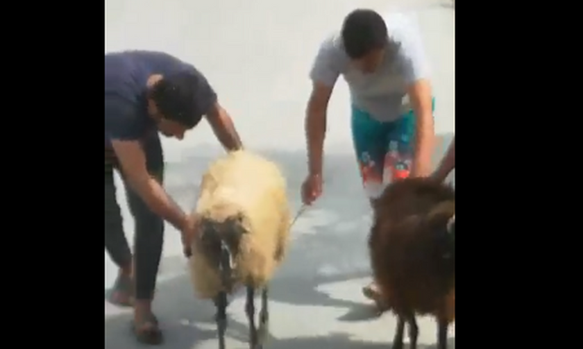 Απίστευτη καταγγελία: Μετανάστες κλέβουν πρόβατα και τα πάνε στη Μόρια για να τα πουλήσουν (vids)