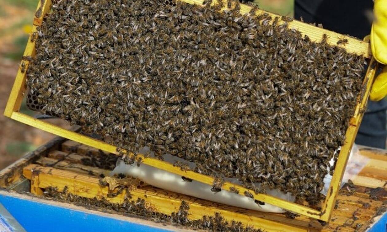 Παγκόσμια Ημέρα Μέλισσας: Το 1/3 των τροφίμων που παράγονται διεθνώς συνδέεται με τις μέλισσες