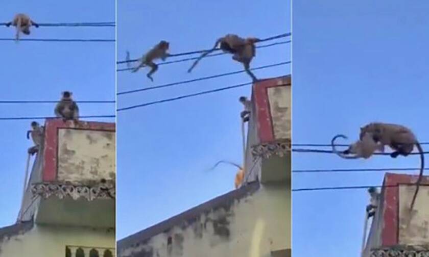 Μαϊμού «ήρωας» σώζει το παιδί της από σίγουρη πτώση στο κενό! (vid)