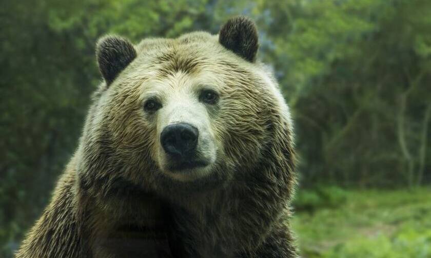 Ο ανόητος της χρονιάς: Προσπάθησε να πνίξει αρκούδα στο νερό - Δείτε πώς κατέληξε