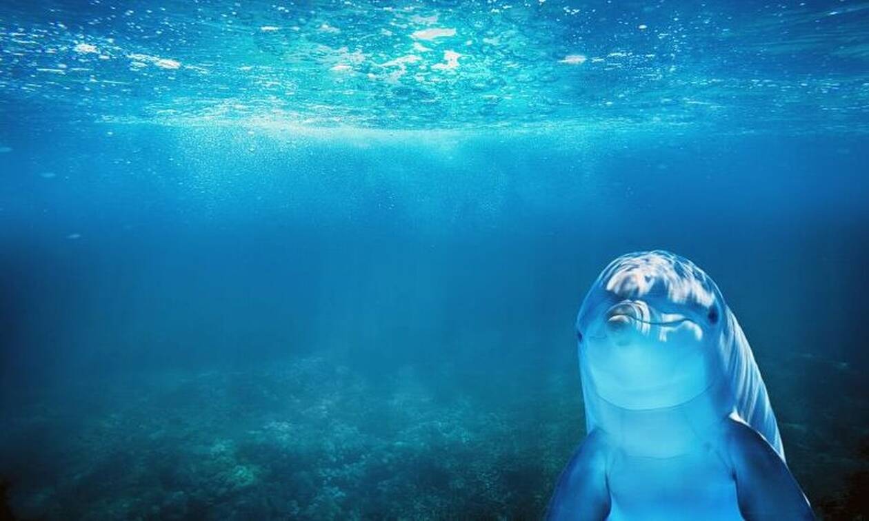 Συγκλονιστικό: Δείτε τι κάνουν τα δελφίνια εν μέσω καραντίνας (pics)