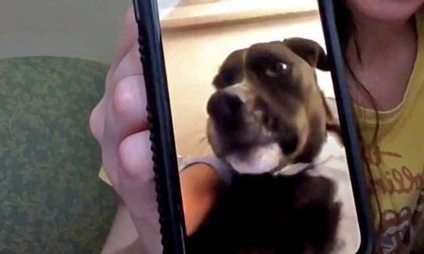 Σκυλάκος «κλαίει» όταν βλέπει σε βιντεοκλήση το αφεντικό του! (video)