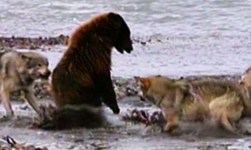 Μάχη θανάτου: Λύκοι περικυκλώνουν αρκούδα γκρίζλι! (vid)