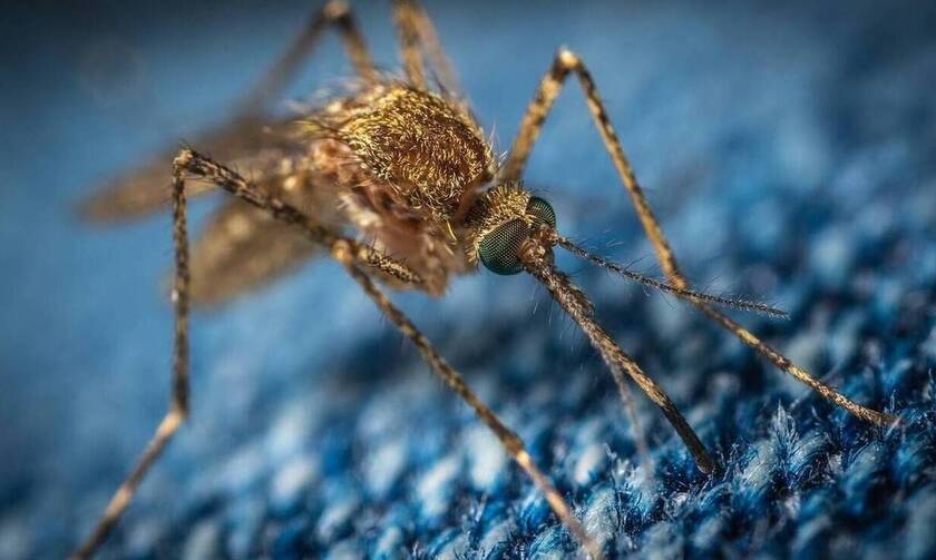 Κουνούπια... γίγας  «εισβάλλουν» στην Ευρώπη από την Ασία