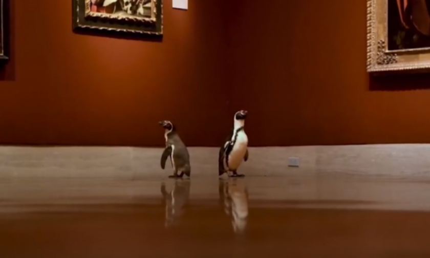 Άφησαν ελεύθερους τρεις πιγκουίνους σε ένα μουσείο - Το αποτέλεσμα συναρπάζει! (video)
