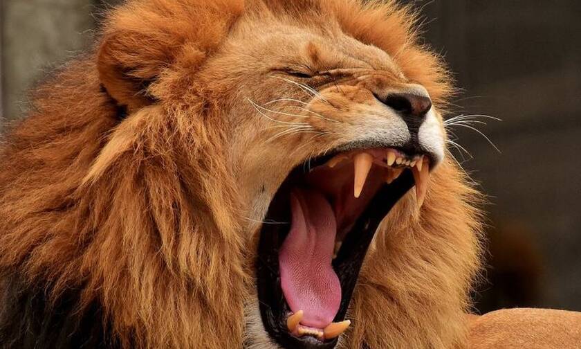 Τρόμος σε ζωολογικό κήπο: Λιοντάρι κατασπάραξε φύλακα