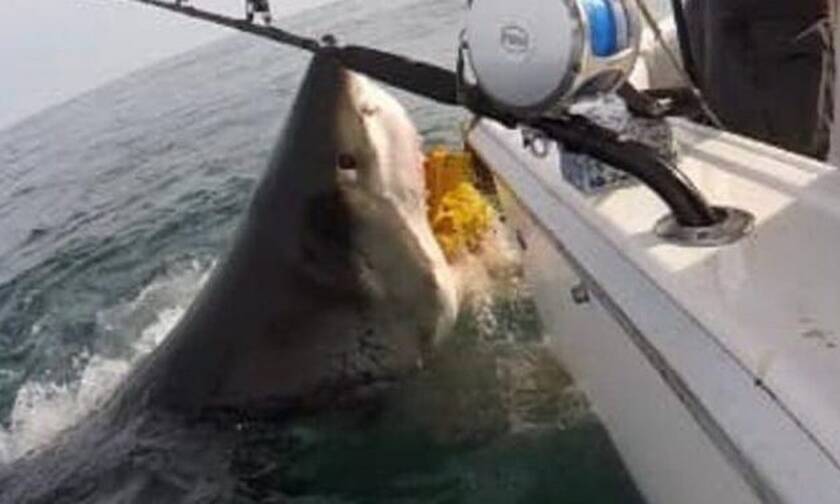 Ψαράς έρχεται μούρη με μούρη με λευκό καρχαρία! (video)