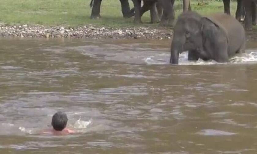 Ελέφαντας σώζει άντρα από «σίγουρο» πνιγμό (video)