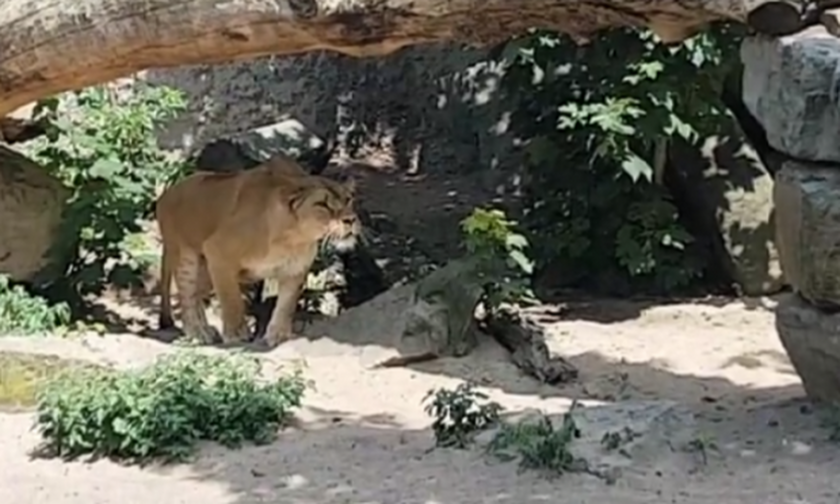 Φοβερό βίντεο: Να γιατί τα λιοντάρια είναι τα καλύτερα αρπακτικά!