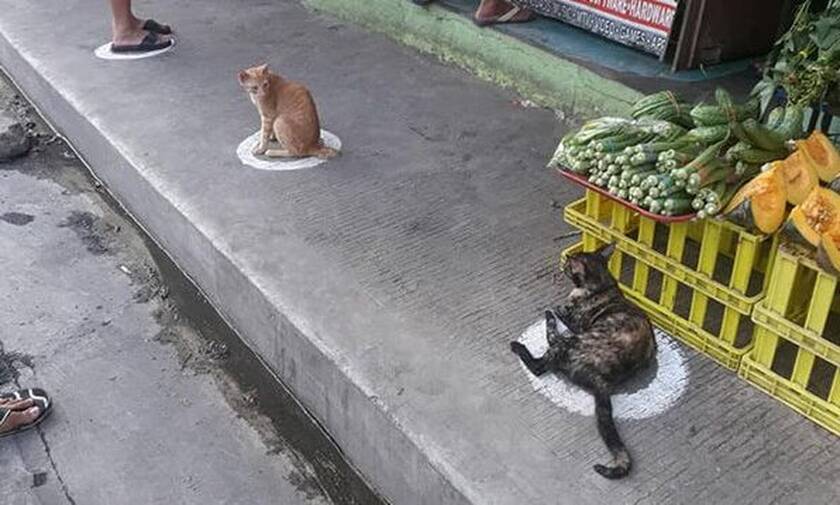 Απίστευτο: Γάτες τηρούν τα μέτρα του κορονοϊού! (pics)