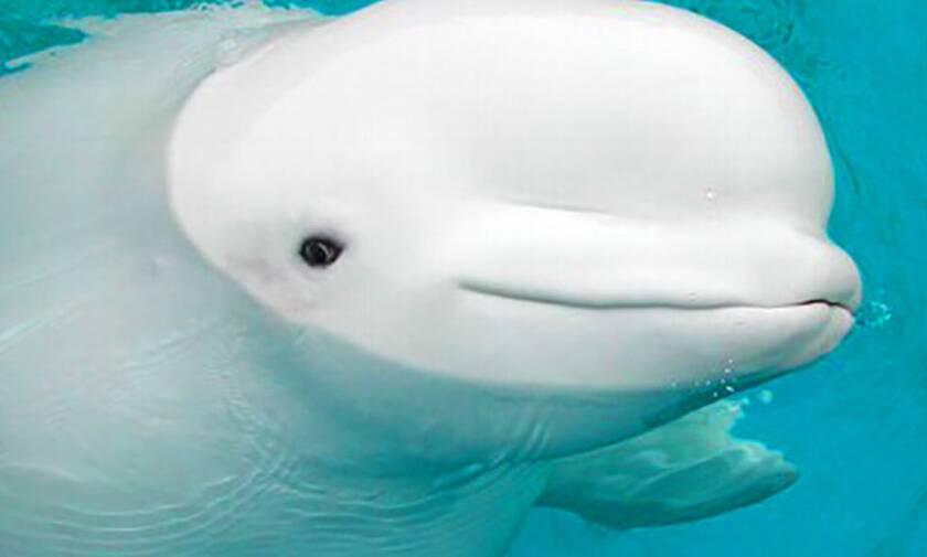 Το μεγαλείο της φύσης: Σπάνιο βίντεο από τη γέννηση λευκής φάλαινας!