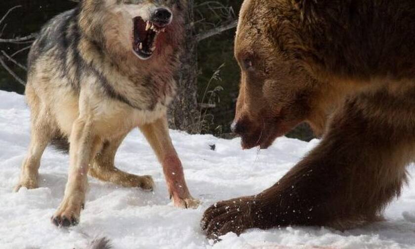 Αρκούδα συναντάει λύκους στο δάσος - Δείτε τι ακολουθεί!