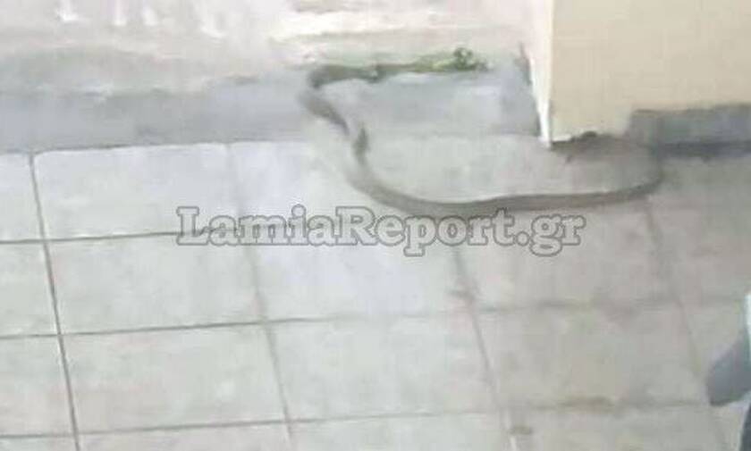 Λαμία: Μεγάλο φίδι έσπειρε τον τρόμο σε ενοίκους πολυκατοικίας