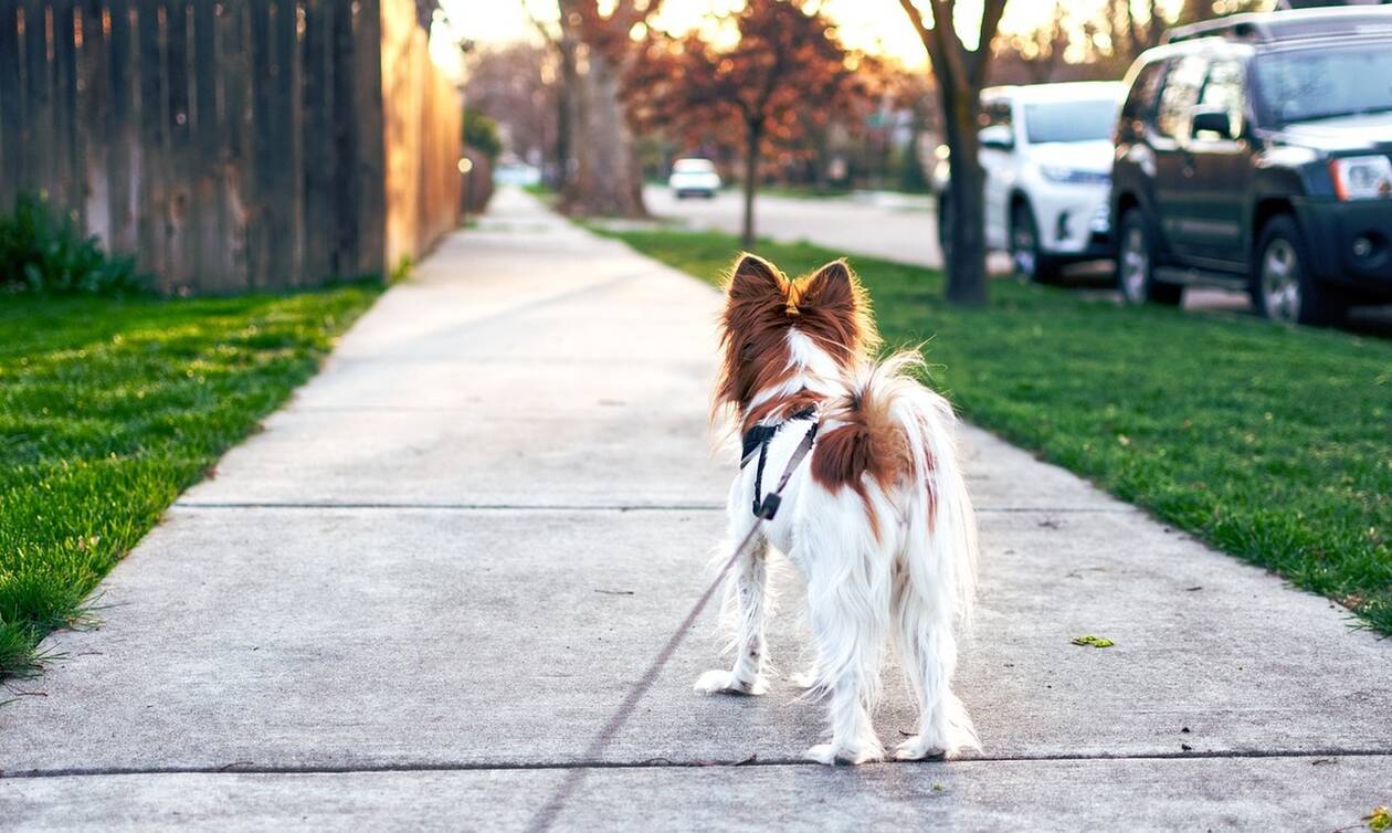 Έβγαλε τον σκύλο βόλτα – «Πάγωσε» με αυτό το πλάσμα που αντίκρισε στο δρόμο