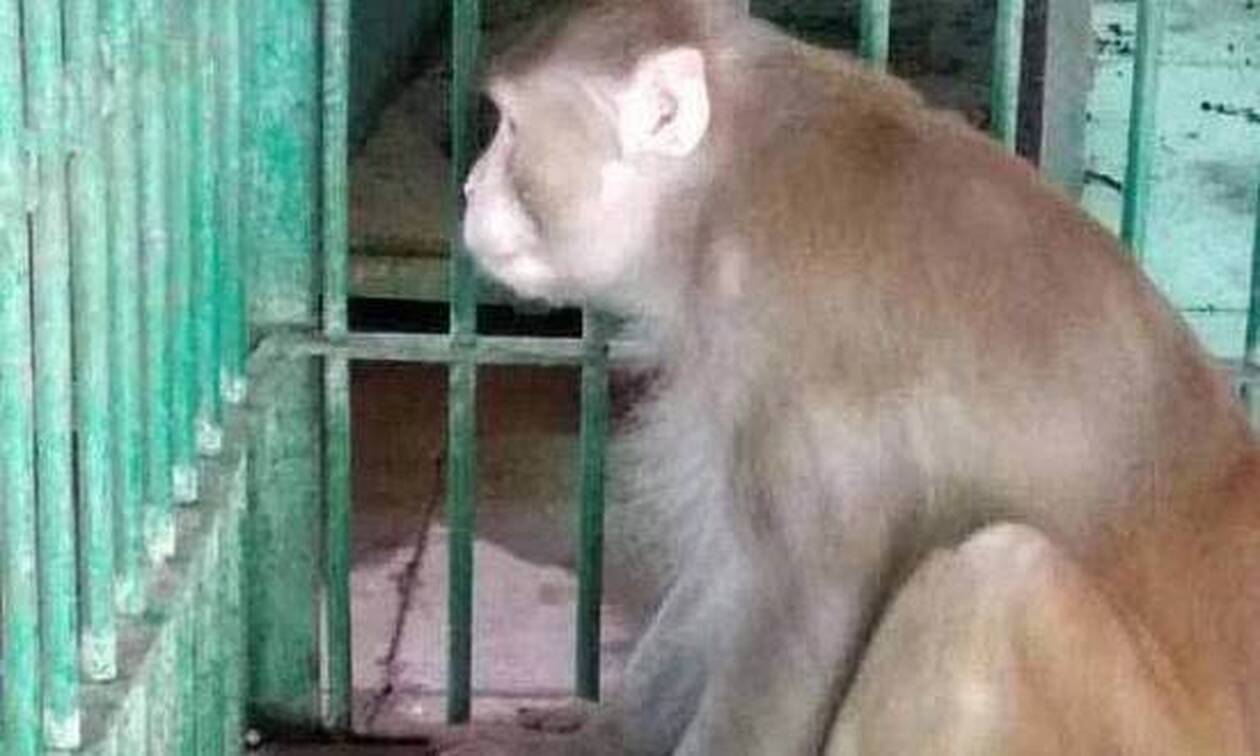 Αλκοολική μαϊμού άφησε 1 νεκρό και 250 τραυματίες: Δεν έβρισκε να πιει