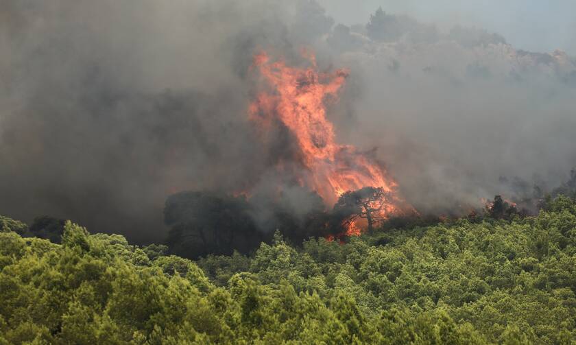 Φωτιά στην Κάρυστο: Συναγερμός στην Πυροσβεστική