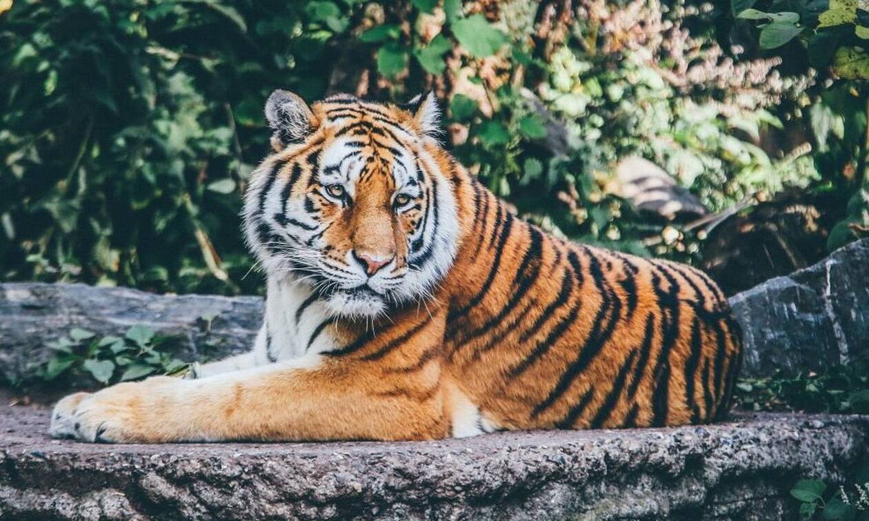 Τραγωδία: Τίγρης κατασπάραξε 60χρονο 