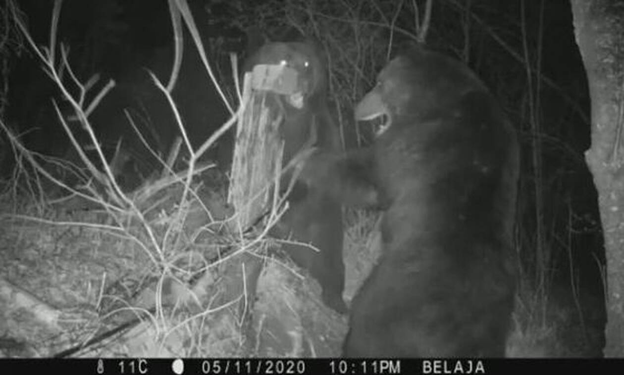 Μάχη μέχρι θανάτου: Καφέ αρκούδες μαλώνουν για την περιοχή τους (video)
