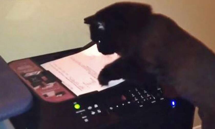 Η πρώτη γάτα στον κόσμο που «κολλάει» ένσημα! (video)
