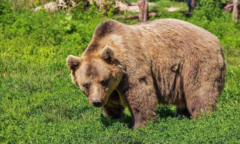 Καστοριά: Σοβαρά τραυματίας 26χρονος που πάλεψε με αρκούδα
