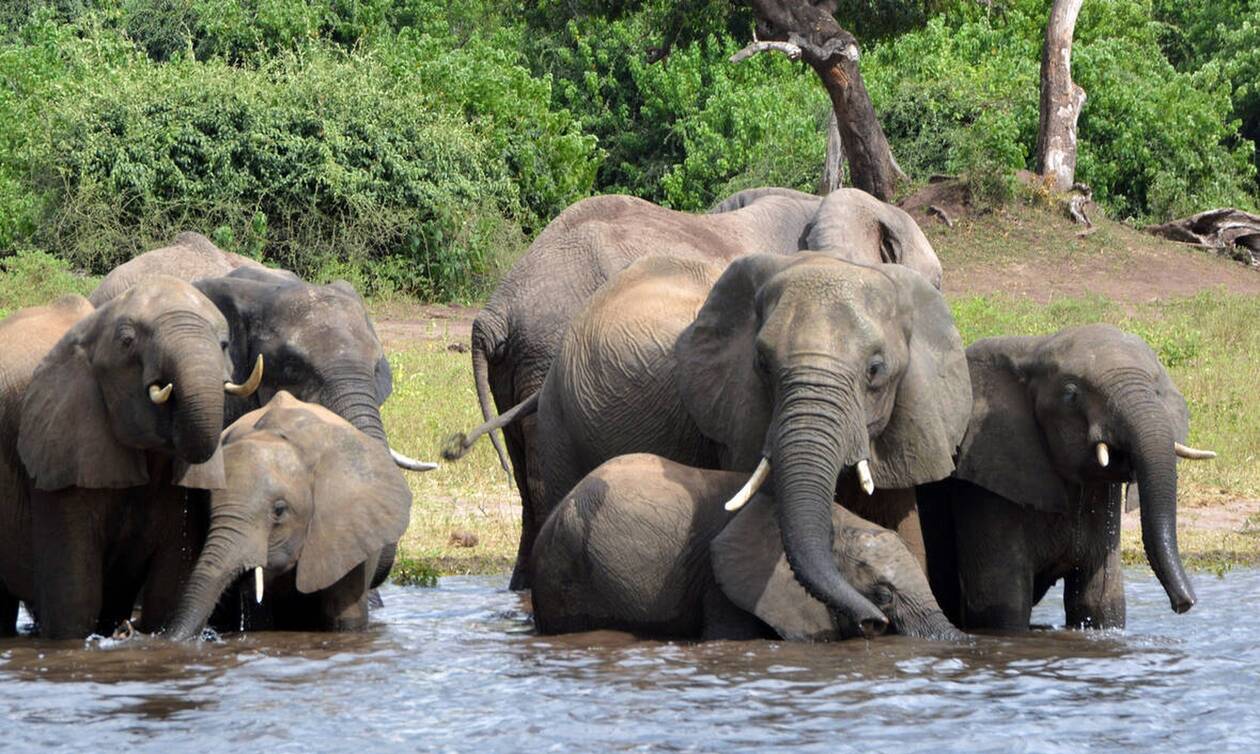 Μυστήριο με το θάνατο εκατοντάδων ελεφάντων στη Μποτσουάνα