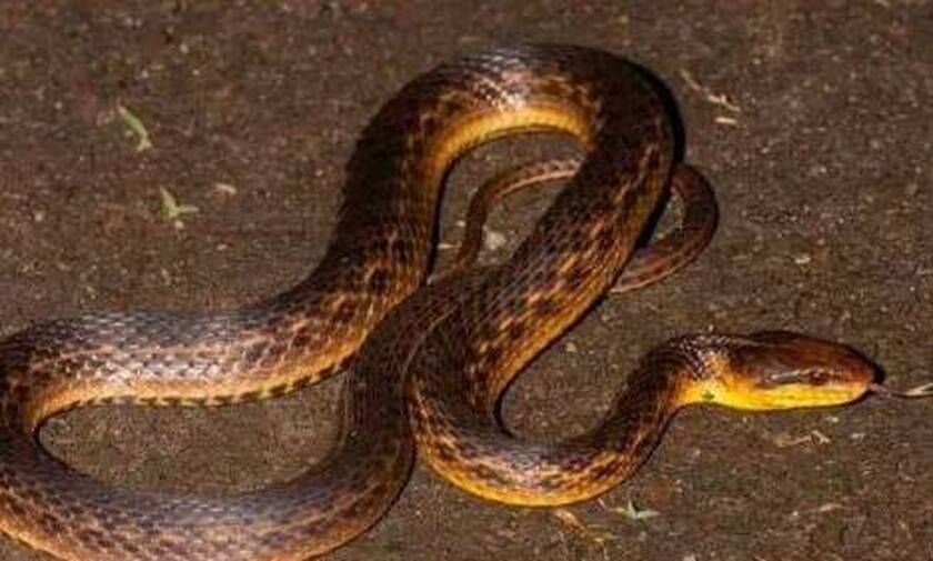 Νόμιζαν ότι αυτό το φίδι είχε εξαφανιστεί για πάντα - 129 χρόνια μετά... αποκαλύφθηκε η αλήθεια