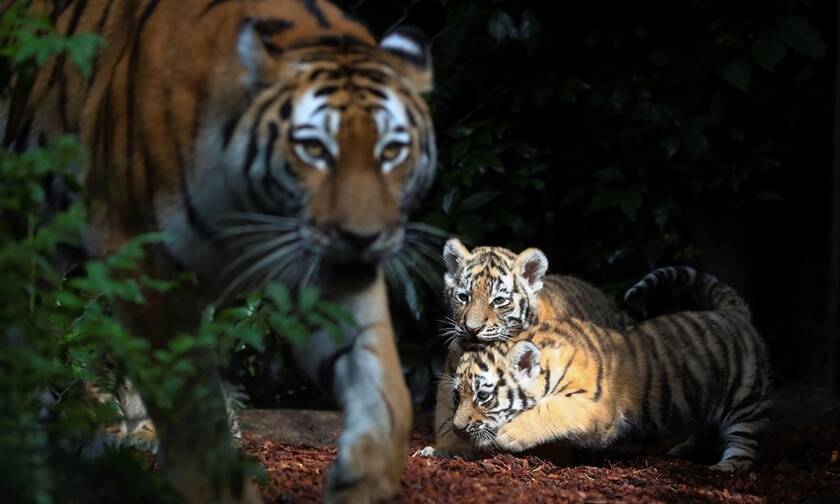 Νέκρη φύλακας ζωολογικού κήπου - Την κατασπάραξε τίγρης