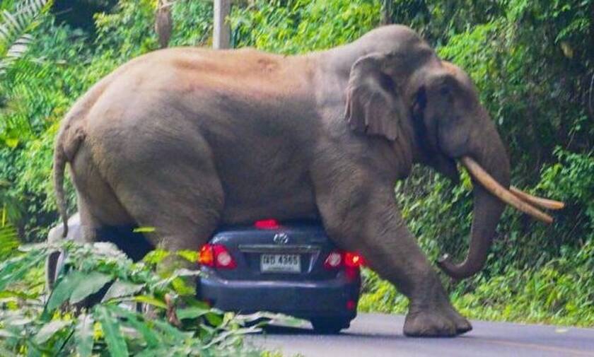 Εντυπωσιακό! Ελέφαντας τσακίζει τζιπ με μία μόνο κίνηση! (vid)