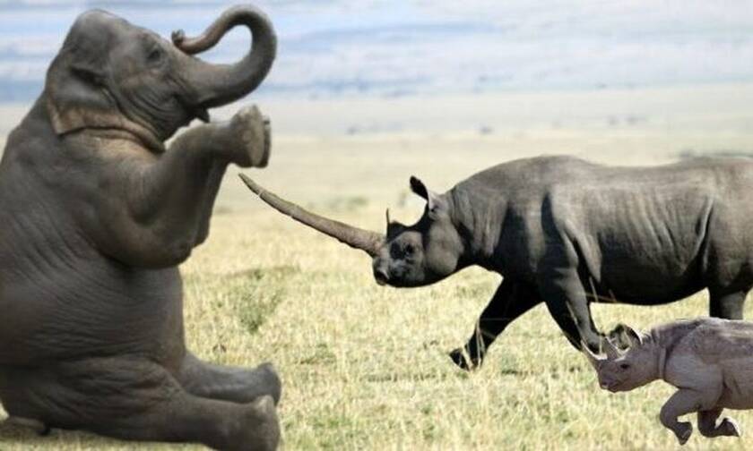 Τσαμπουκαλής ελέφαντας τις «βρέχει» άσχημα σε ρινόκερους (video)