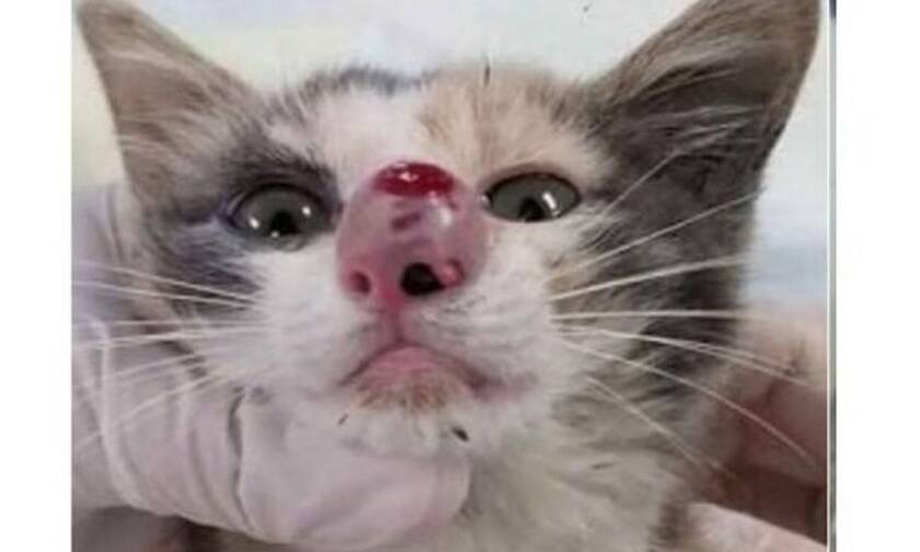 Δεν θα πιστεύετε τι βρήκαν ΜΕΣΑ στη μύτη της γάτας! (video)