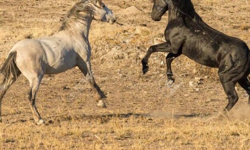 Δύο άλογα δίνουν την πιο… αστεία μάχη που είδες ποτέ