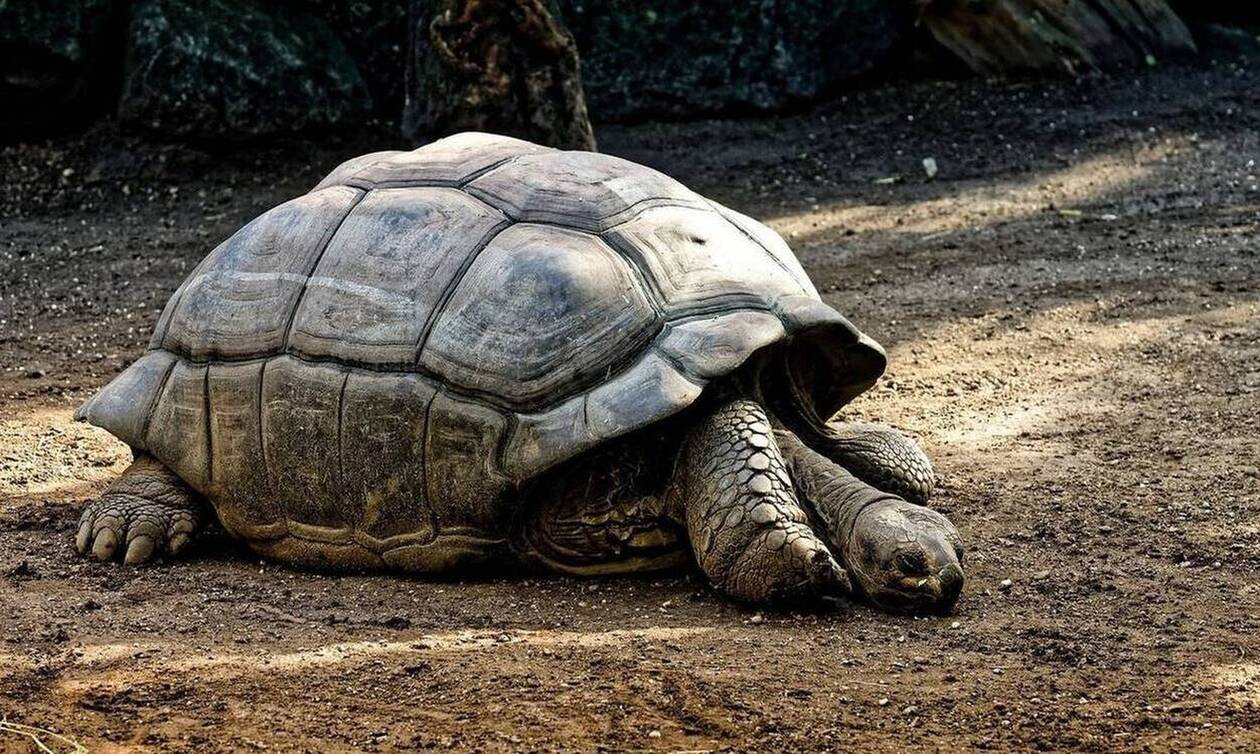 Βρέθηκε χελώνα με «ράμφος αετού» και «ουρά κροκόδειλου» (pics)